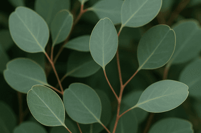 The Uses and Benefits of Eucalyptus Oil